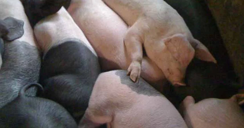 Group of pigs sleeping at Trethorne Leisure Park.