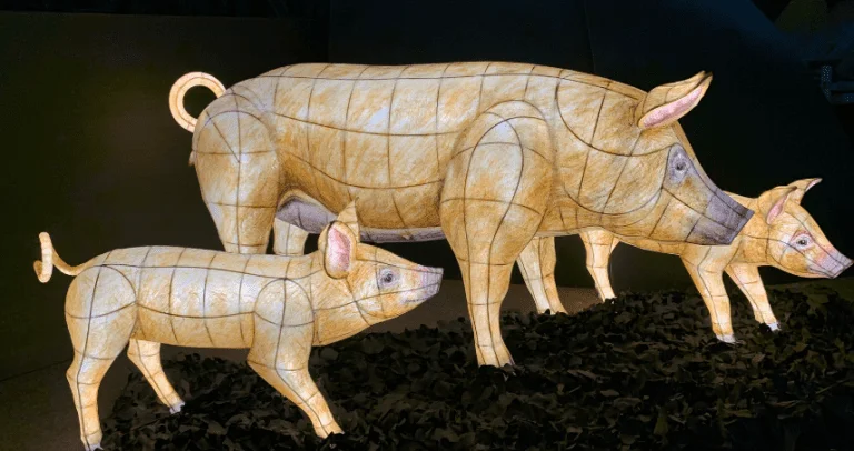 Pig lanterns at the Heligan Night Garden in Cornwall, UK