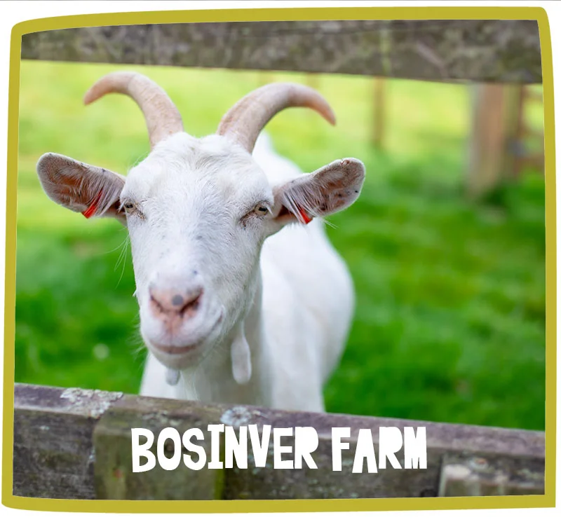 Close up of a goat behind a fence at Bosinver.