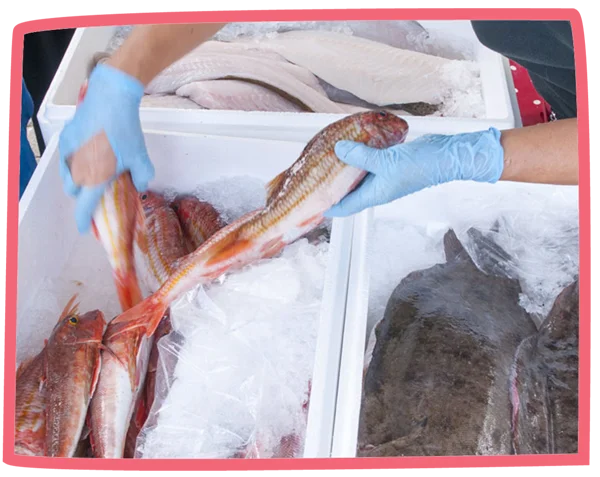 Photo of fish in several ice boxes at a fish market in Cornwall.