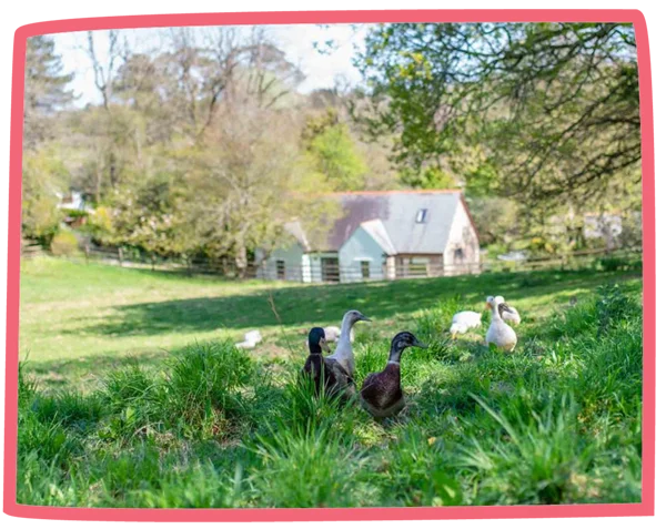 Five ducks exploring a field at Bosinver, with a cottage in the background.