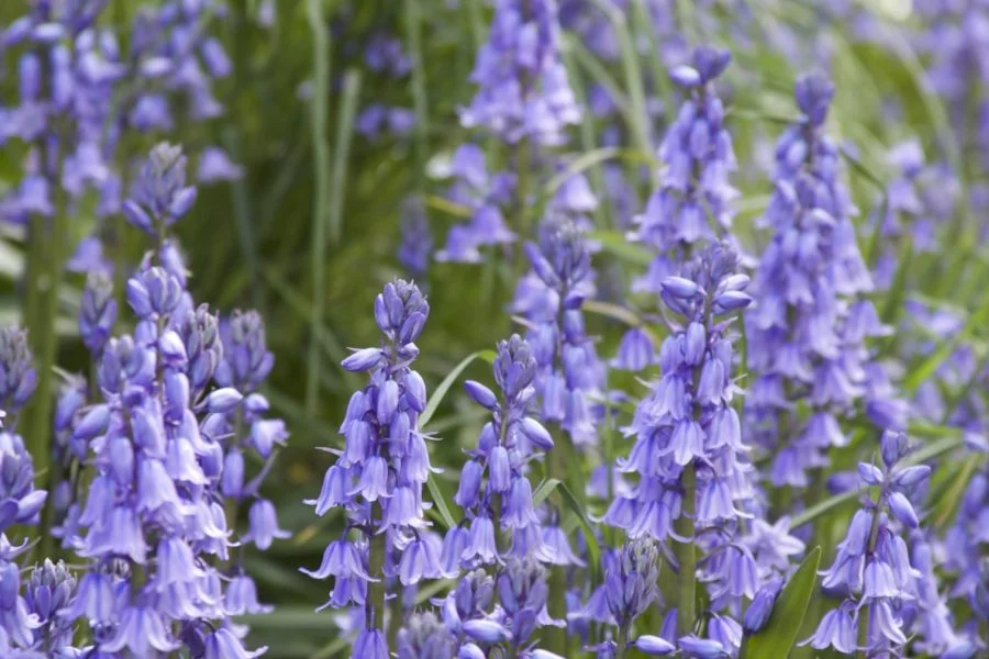 Close up of a field of bluebells in Cornwall.