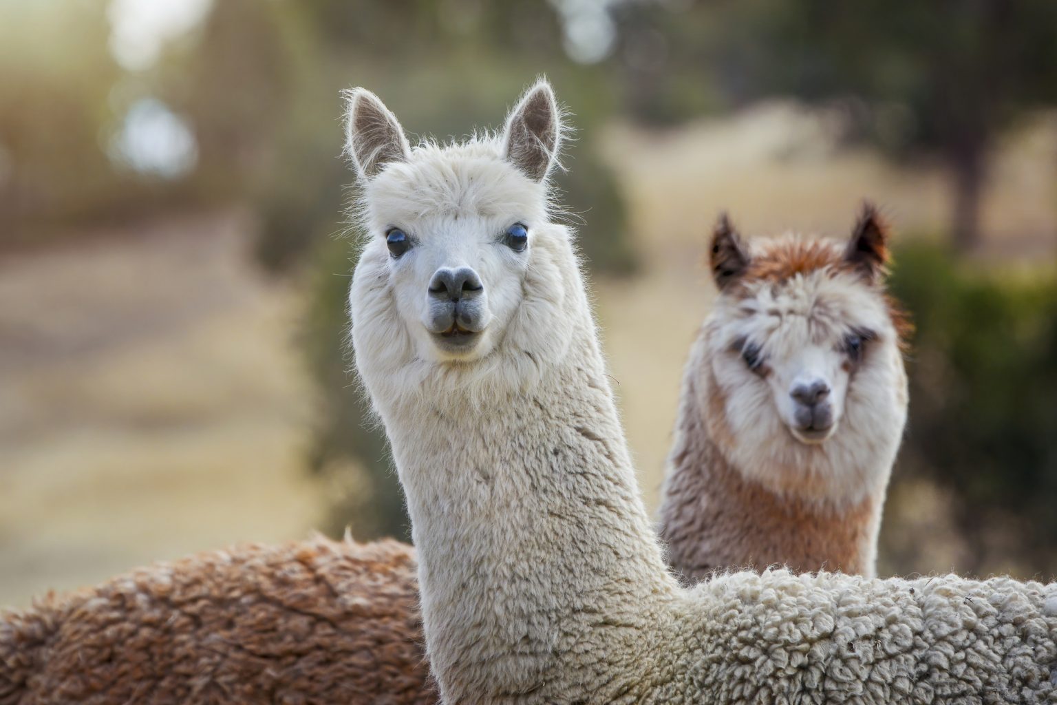 Close up portrait of two llamas, one white and one brown and white