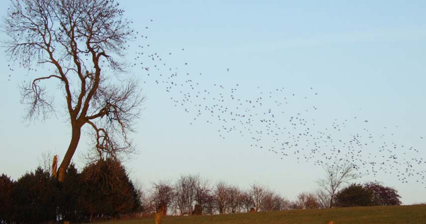 Silhouettes of a flock of small birds flying in a light blue sky at Bosinver