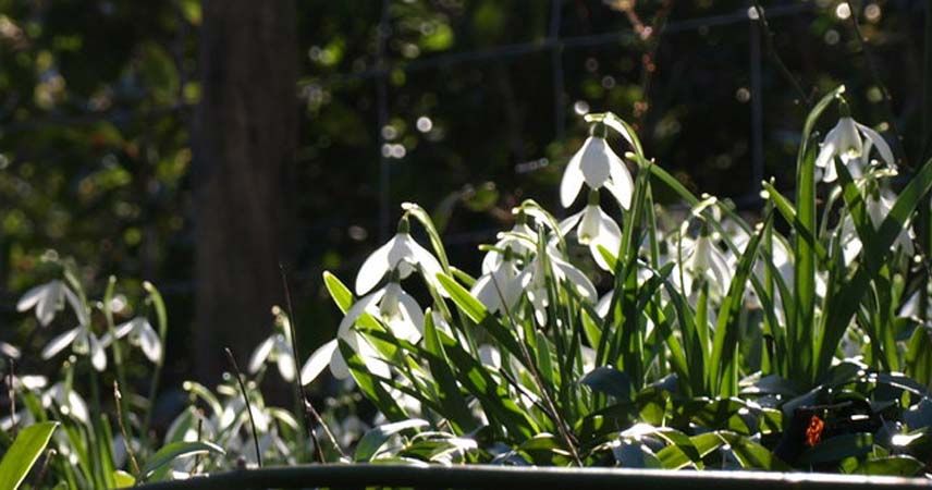 Snowdrops blooming in Cornwall