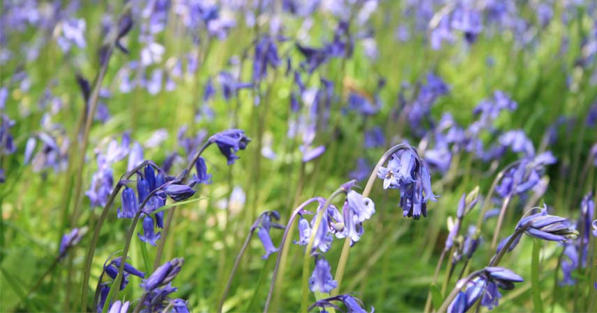 Bluebells in full bloom in Cornwall
