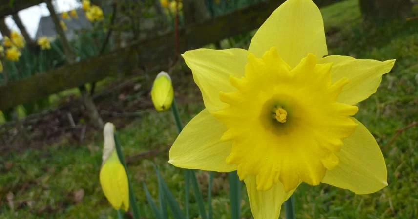 A close up shot of a daffodil in bloom with closed daffodils visible in the background