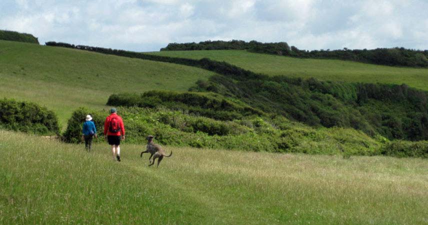 Medium sized grey dog running alongside two walkers in a field