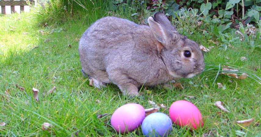 Brown rabbit next to three easter eggs, two pink, one purple