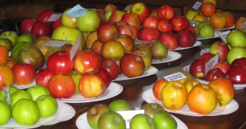 Plates of apples in different shades of red, green and yellow