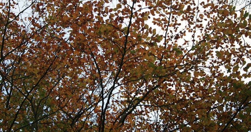 Close up of trees in autumn with leaves in different shades of red and orange