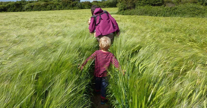 Child following an adult through very tall grass in Cornwall