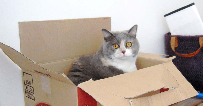 Grey tabby cat with yellow eyes sat in a cardboard box