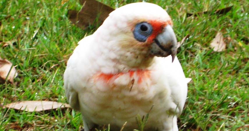 White parrot in Australia with red feathers around its eyes and neck