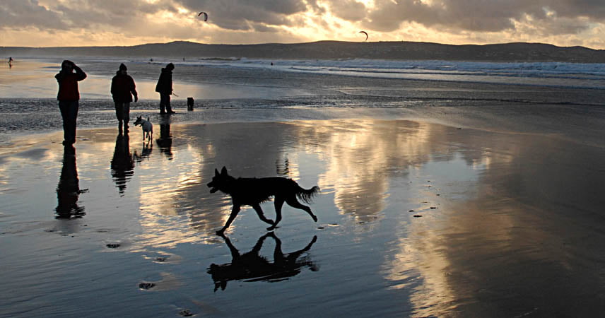Family walking their dogs along a beach in Cornwall at sunrise