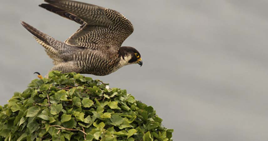 Peregrine falcon about to take flight from a tree top