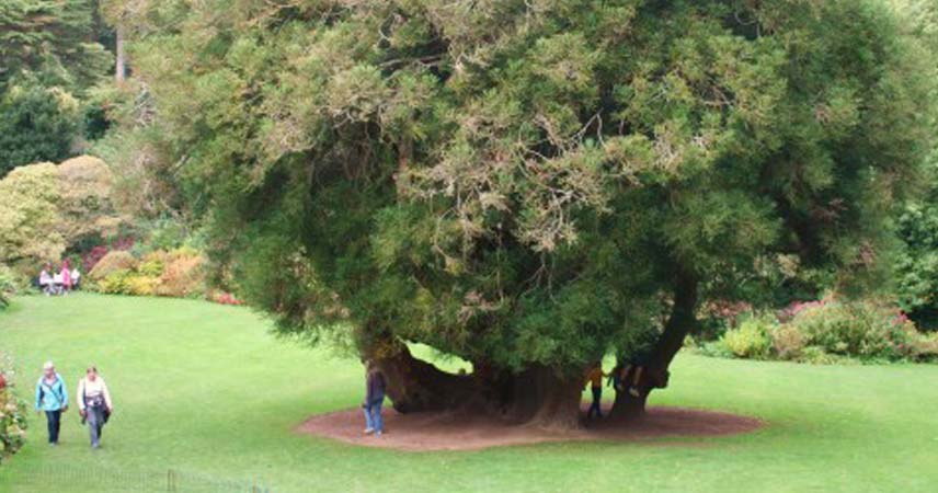 Group of people walking past a very large tree in a field at Trelissick