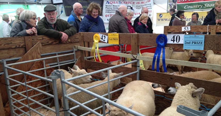 Picture of guests and sheep at Truro Fatstock Show in Cornwall.