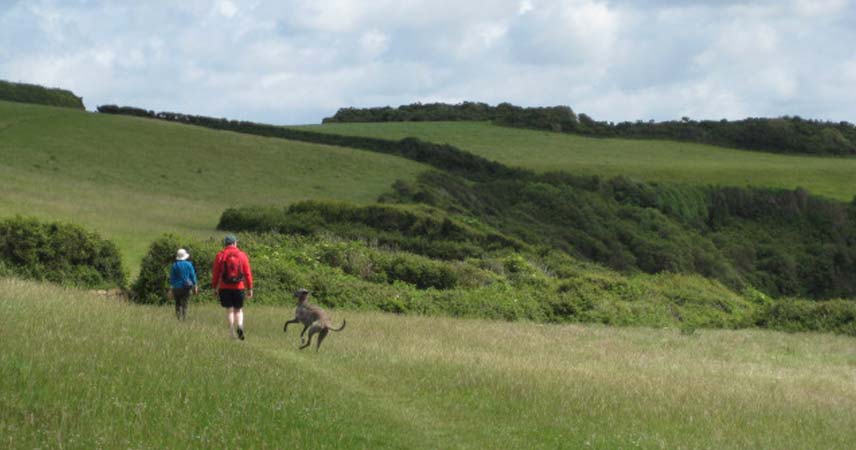 Picture of the Great South West Walk, including two adults and a dog walking through a field.