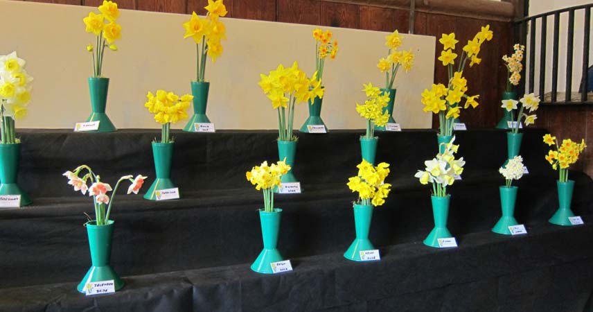 Display of multiple vases of daffodils at Trelissick.