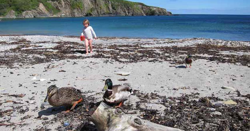 Child walking on the beach at Polridmouth on a sunny day. Two ducks are in the foreground.