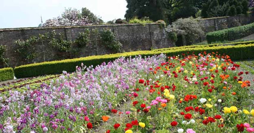 Poppy's and wildflowers in perfect rows at the Lost Gardens of Heligan in Cornwall.