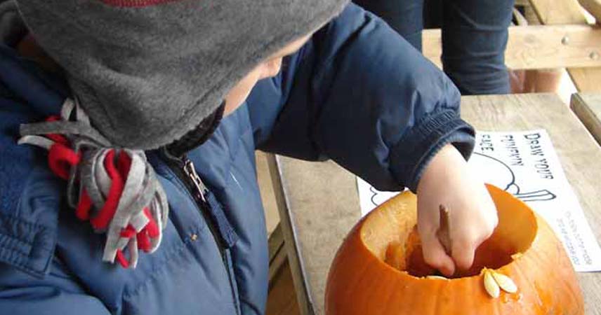 Small child pulling seeds out of the pumpkin at Bosinver.