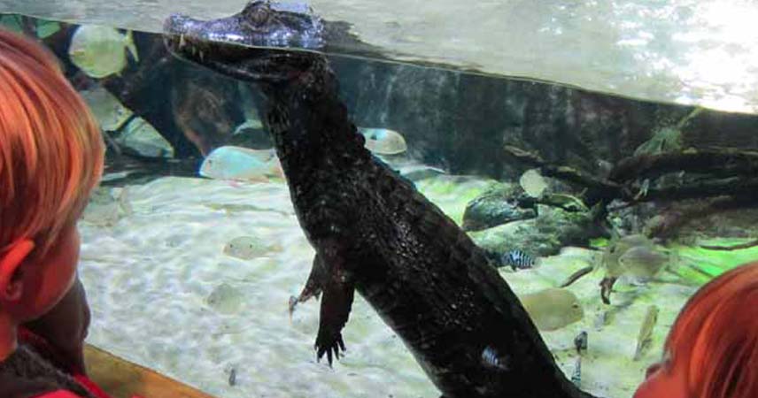 Small crocodile in the water at Blue Reef Aquarium with children watching through the glass.