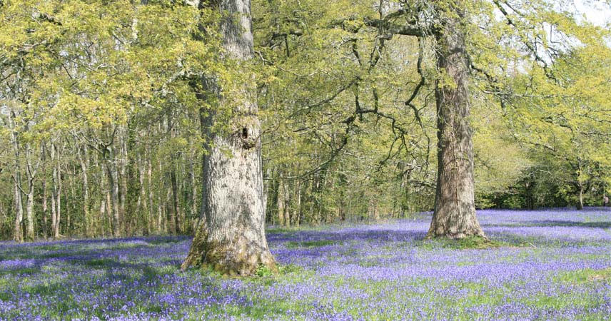 Blue wildflowers in a filed with two large trees in Cornwall.