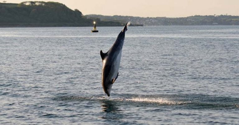 Dolphin about to dive into the water at Cornwall during a wildlife boat trip.