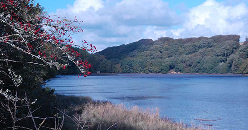 A lake in Cornwall in autumn, with a red berry bush in the foreground.