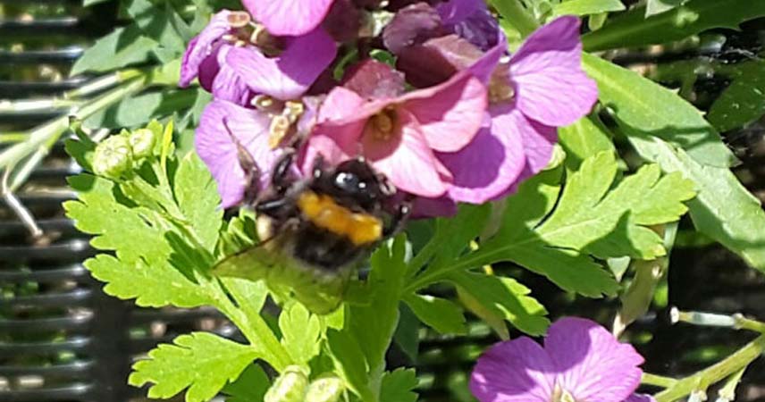 Close up of a bumblebee at the Pollinator Garden at Bosinver