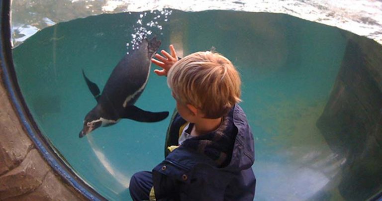 Child watching a penguin through the glass at an aquarium.
