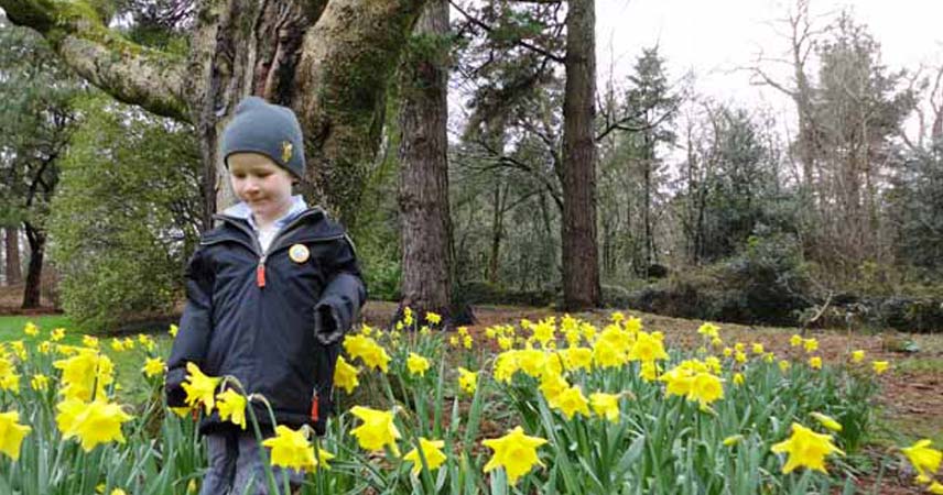 Child in a coat and hat standing in daffodils.