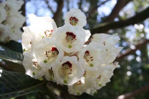 Rhododendron-sinogrande