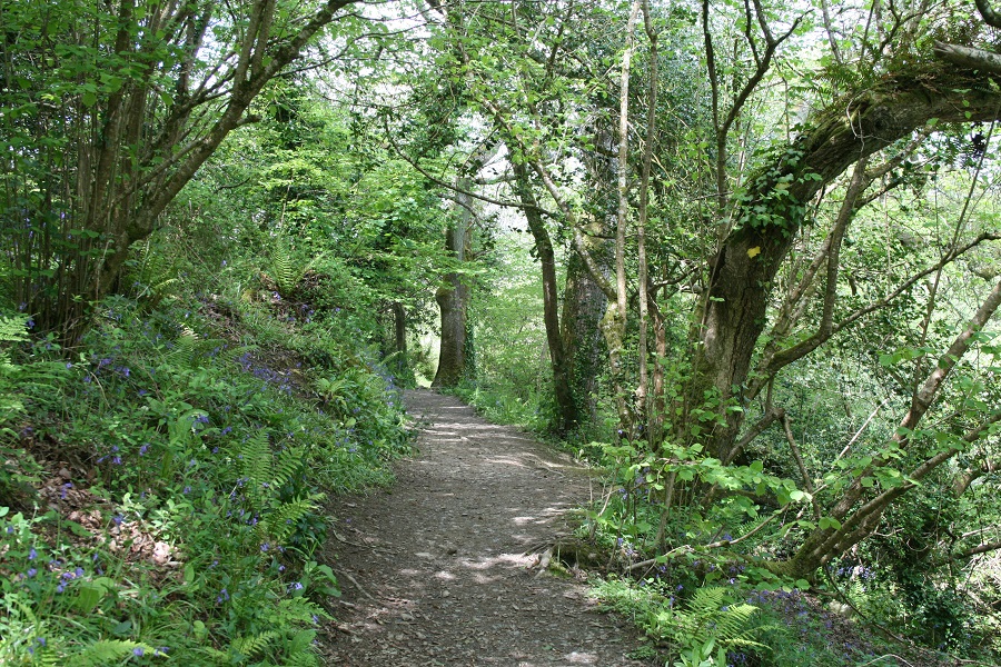 Explore Cornwall's wooded paths and follow in Daphne du Maurier's footsteps