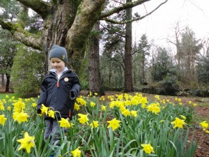 blog-daffodils-at-trelissick-1024x768