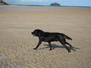 Black labrador dog running on a cornish beach at low tide