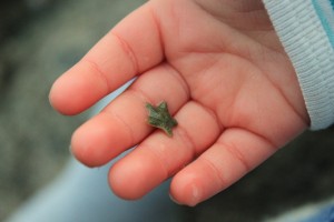starfish-hand