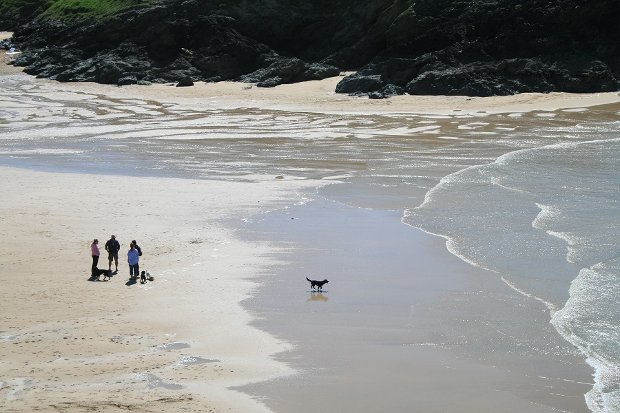 Explore Cornwall's beaches with your dog