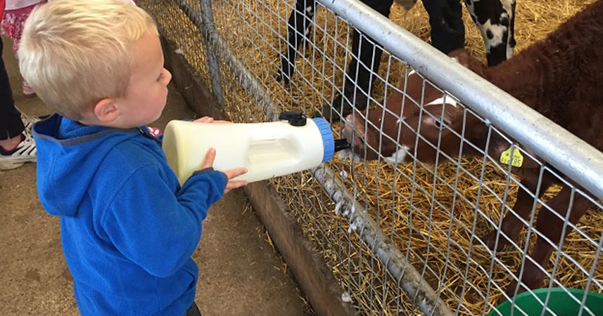 Small boy holding a milk bottle feeding a calf through a fence at Dairyland.