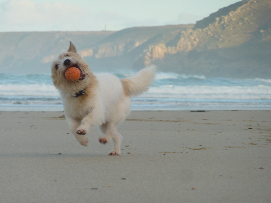 Autumn is the perfect time for a dog friendly holiday in Cornwall