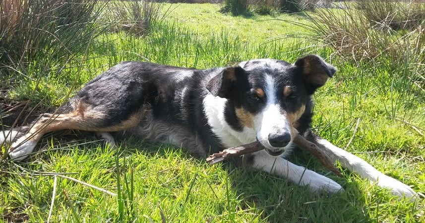 Photo of a dog with a stick lying down in a green field in Cornwall.
