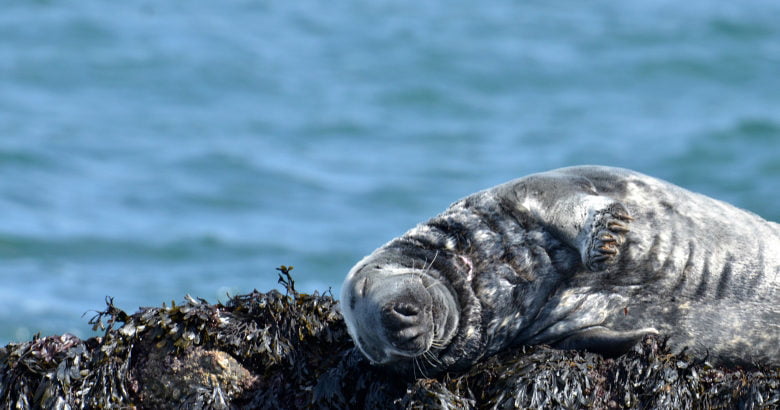 Seal sleeping on a rock covered in seaweed in Cornwall.