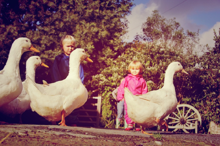 Bosinver's friendly ducks are popular with guests of all ages