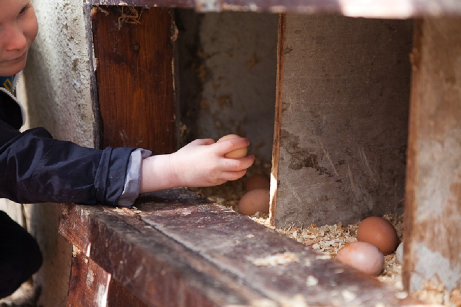 Toddlers will love helping collect the eggs each morning at Bosinver