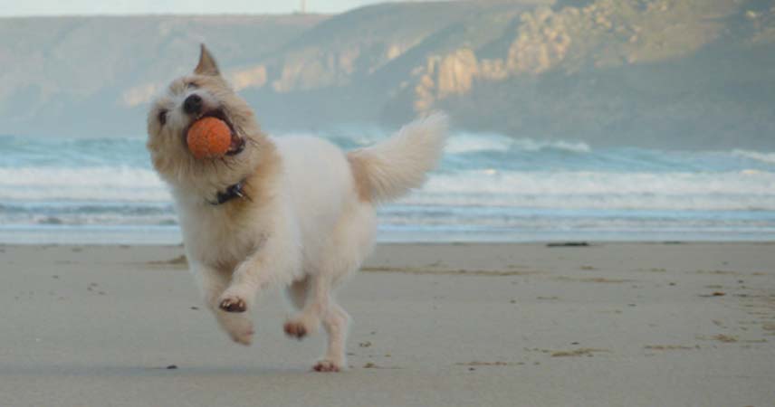 Dog playing with an orange ball on a beach in Cornwall.