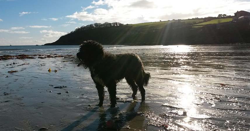 Dog on a beach in Cornwall with the sun shining through the clouds.