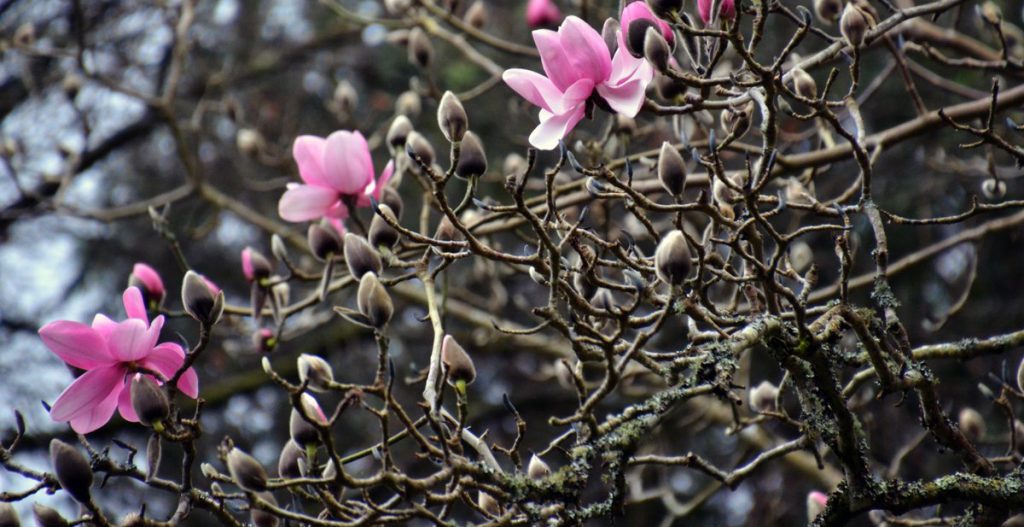 Spring buds on a tree starting to bloom in pink petals.