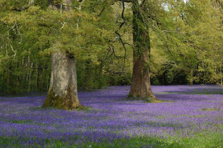 Bluebells at Enys Gardens in Cornwall